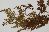 烏蕨藏品圖，第4張