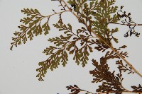 烏蕨藏品圖，第5張