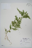 全緣卷柏藏品圖，第1張