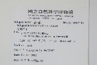 全緣卷柏藏品圖，第2張