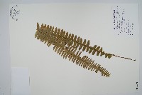 腎蕨藏品圖，第1張