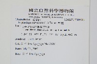 腎蕨藏品圖，第2張