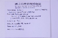 尖葉鐵角蕨藏品圖，第2張