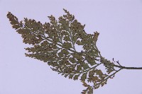 尖葉鐵角蕨藏品圖，第3張