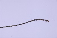 尖葉鐵角蕨藏品圖，第4張