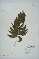 剪葉鐵角蕨藏品圖，第1張