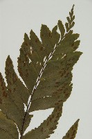 剪葉鐵角蕨藏品圖，第3張