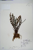 細葉碎米蕨藏品圖，第1張