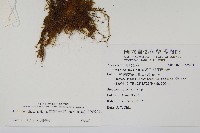 細葉碎米蕨藏品圖，第2張