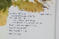 瓦氏鳳尾蕨藏品圖，第2張