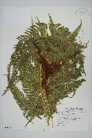 瓦氏鳳尾蕨藏品圖，第1張