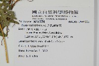 瓦氏鳳尾蕨藏品圖，第2張