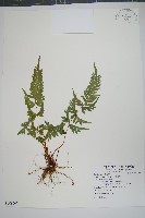 天草鳳尾蕨藏品圖，第1張