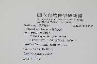 天草鳳尾蕨藏品圖，第2張