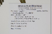 三角脈鳳尾蕨藏品圖，第2張
