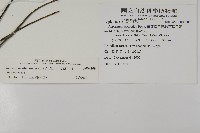 革葉鐵角蕨藏品圖，第5張