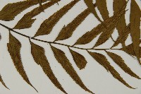 革葉鐵角蕨藏品圖，第6張