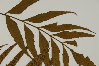 革葉鐵角蕨藏品圖，第7張