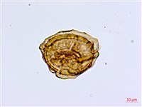 革葉鐵角蕨藏品圖，第1張