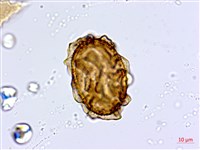 革葉鐵角蕨藏品圖，第2張