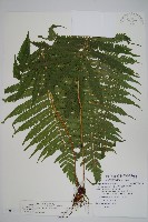 密毛毛蕨藏品圖，第1張