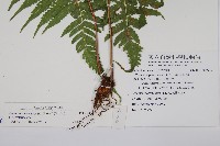 密毛毛蕨藏品圖，第2張