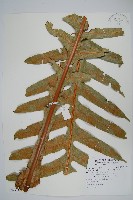 崖薑蕨藏品圖，第1張