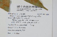 崖薑蕨藏品圖，第2張