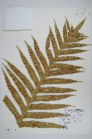 崖薑蕨藏品圖，第3張