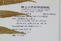 崖薑蕨藏品圖，第4張
