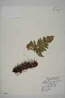 腫足蕨藏品圖，第1張