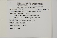 腫足蕨藏品圖，第2張