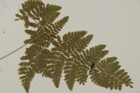 腫足蕨藏品圖，第3張