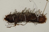 腫足蕨藏品圖，第4張