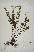 鞭葉鐵線蕨藏品圖，第1張