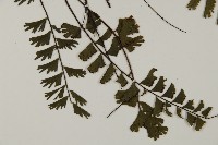 鞭葉鐵線蕨藏品圖，第3張