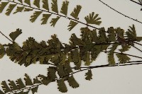 鞭葉鐵線蕨藏品圖，第4張