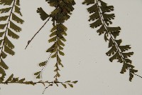 鞭葉鐵線蕨藏品圖，第5張