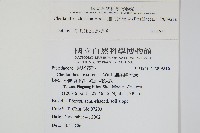 細葉碎米蕨藏品圖，第2張