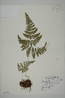 腫足蕨藏品圖，第1張