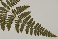 腫足蕨藏品圖，第3張