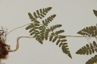 腫足蕨藏品圖，第5張