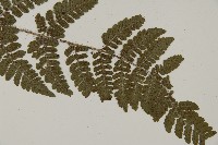 愛德氏肋毛蕨藏品圖，第3張