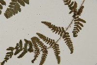 愛德氏肋毛蕨藏品圖，第4張