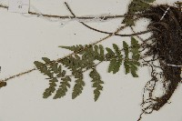 愛德氏肋毛蕨藏品圖，第5張