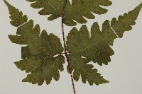 陰地三叉蕨藏品圖，第4張