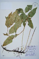 細柄雙蓋蕨藏品圖，第1張