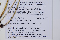 細柄雙蓋蕨藏品圖，第2張