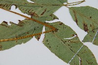 細柄雙蓋蕨藏品圖，第3張