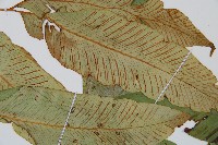 細柄雙蓋蕨藏品圖，第4張